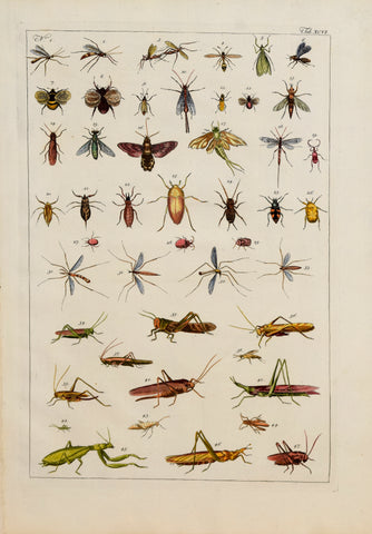 Albertus Seba (1665-1736)  Tab XCVI [Insects]