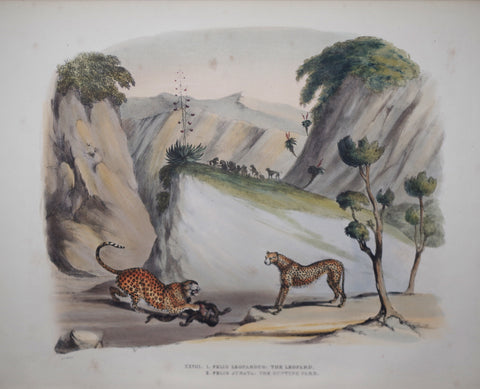 Captain W. Cornwallis Harris (1807-1848), Plate XXVIII The Leopard, The Hunting Pard