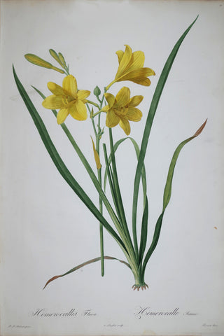 Pierre Joseph Redouté (1759-1840), Yellow Day Lily, Plate 15