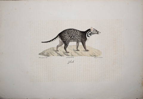 Frederic Cuvier (1769-1832) & Geoffroy Saint-Hilaire (1772-1844), Zibeth - Civet