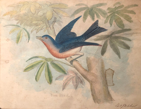 J. W. Abert (American, 1820-1897), Blue Bird (Male)
