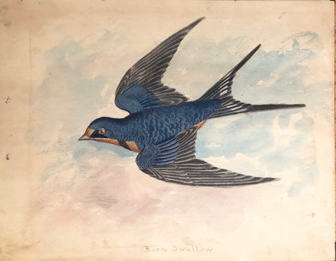 J. W. Abert (American, 1820-1897), Barn Swallow