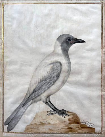 Claude Aubriet (French, 1665-1742), House Crow