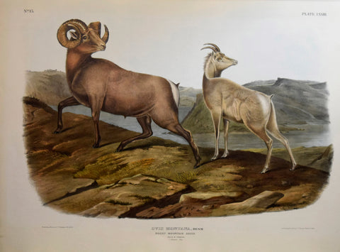 John James Audubon (1785-1851) & John Woodhouse Audubon (1812-1862) Rocky Mountain Sheep, Plate LXXIII