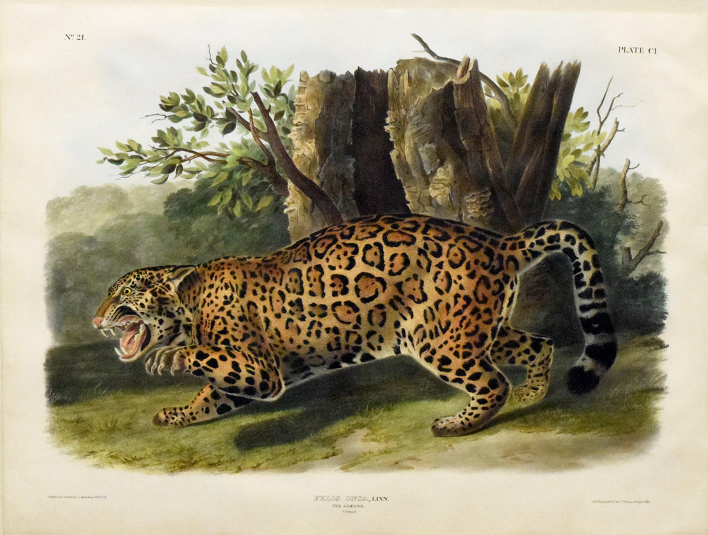 Recent Research: Original Artwork by Audubon's Sons in the Museum  Collection | Friends of Audubon State Park