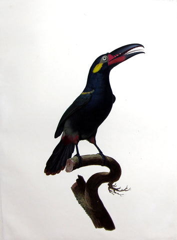 Jacques Barraband (French, 1767-1809), The Male Gianan Toucanet (L’Aracari Koulik de la Guyane)