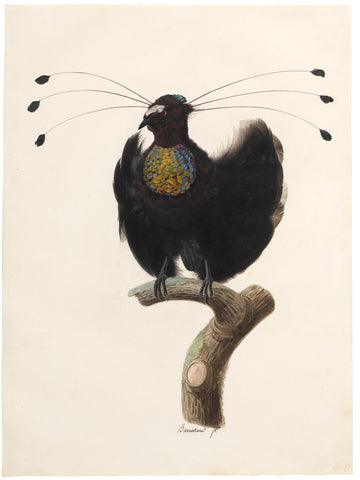 Jacques Barraband (French, 1767-1809), Western Parotia Bird Of Paradise (Parotia Sefilata)