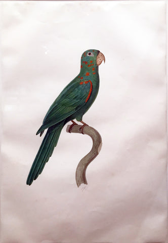 Attributed to Jacques Barraband (French, 1767-1809), White eyed parakeet (Psittacara leucophthalmus)