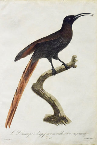 Jacques Barraband (1767-1809), Le Promerops a Large Parure, male, dans son jeune age
