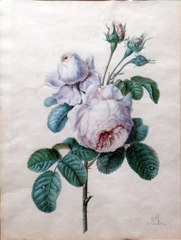 Antoine Berjon (French, 1754-1843), A Pink Rose