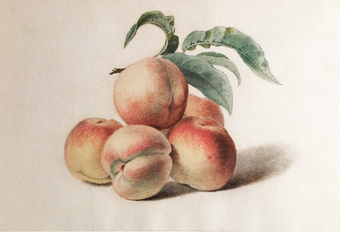 Pancrace Bessa (French, 1772-1846), Peaches