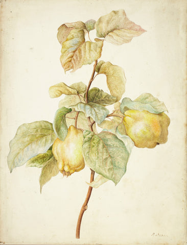 Pancrace Bessa (French, 1772-1846), A Quince Branch