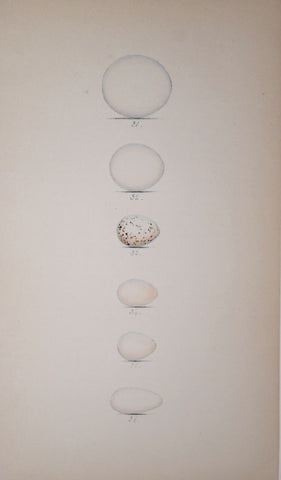 Henry Leonard Meyer (1797-1865), Roller, Bee Eater, Swallow, Martin, Sand-Martin and Swift Eggs