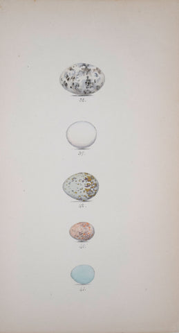 Henry Leonard Meyer (1797-1865), Nightjar, Kingfisher, Ash colored Shrike, Spotted Fly Catcher and Pied Fly Catcher Eggs