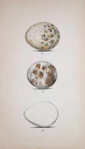 Henry Leonard Meyer (1797-1865), Rough-Legged Buzzard, Honey Buzzard and Marsh Harrier Eggs