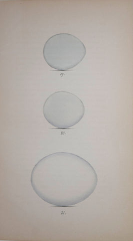 Henry Leonard Meyer (1797-1865), Hen Harrier, Montagu's Harrier, and Eagle Owl Eggs