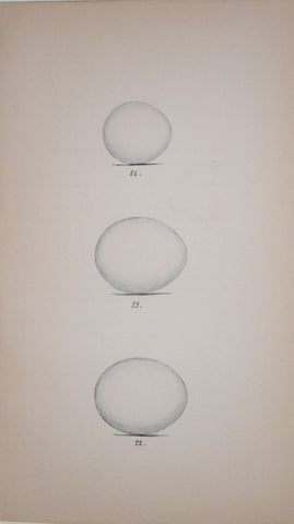 Henry Leonard Meyer (1797-1865), Scops-eared Owl, Hawk Owl and Long-eared Owl Eggs