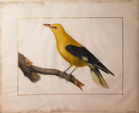 Emile Theophile Blanchard (French, 1795-1860), Untitled [Yellow Bird on a Branch]