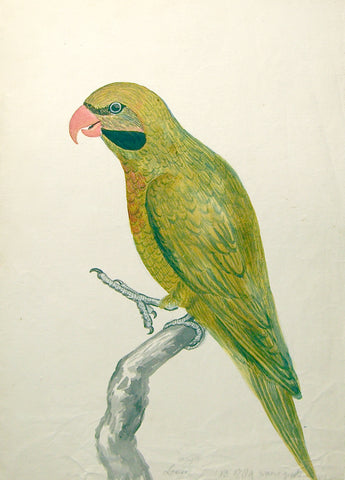 Jan Brandes (Dutch,1743-1808), Alexander Parakeet Psittacula Alexandri