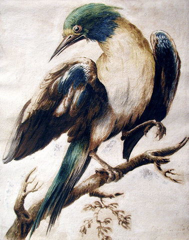 Luigi Broglio (18th Century), Study of a Bird