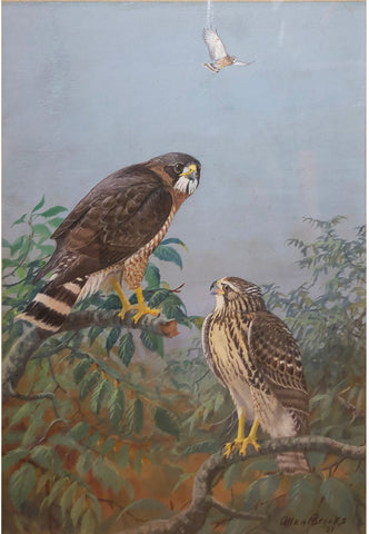 Allan Brooks (American, 1869-1945), Falcons