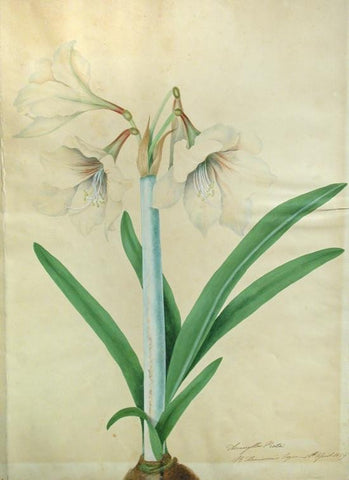 Priscilla Susan Falkner Bury (British, 1799–1872), Amaryllis Picta. R. Harrison’s Esquire 16th April 1829.