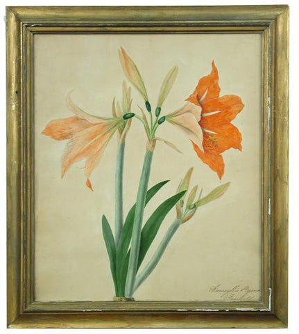 Priscilla Susan Falkner Bury (British, 1799–1872), Amaryllis Reginae. Fairfield, 31 March, 1829.