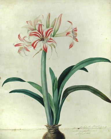 Priscilla Susan Falkner Bury (British, 1799–1872), Amaryllis Superba. Brazil (imported bulb) at Mrs. Arnold Harrison’s 21st April, 1828.