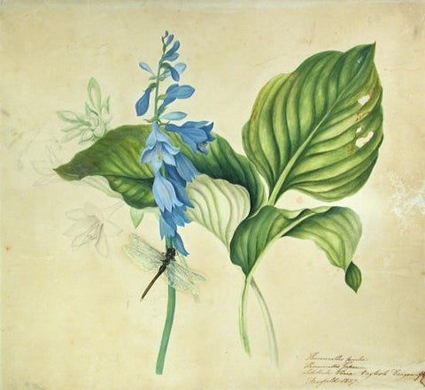 Priscilla Susan Falkner Bury (British, 1799–1872), Hemerocallis Carulea - Hererocallis Japonica - Libellula Varia. English Dragonfly.