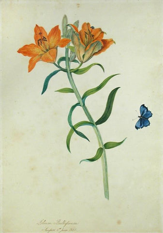 Priscilla Susan Falkner Bury (British, 1799–1872), Lilium Bulbiferum. Fairfield, 6th June, 1825.