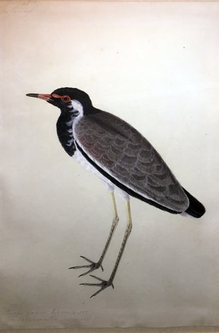 Calcutta School, Study of a Red-watted Lapwing