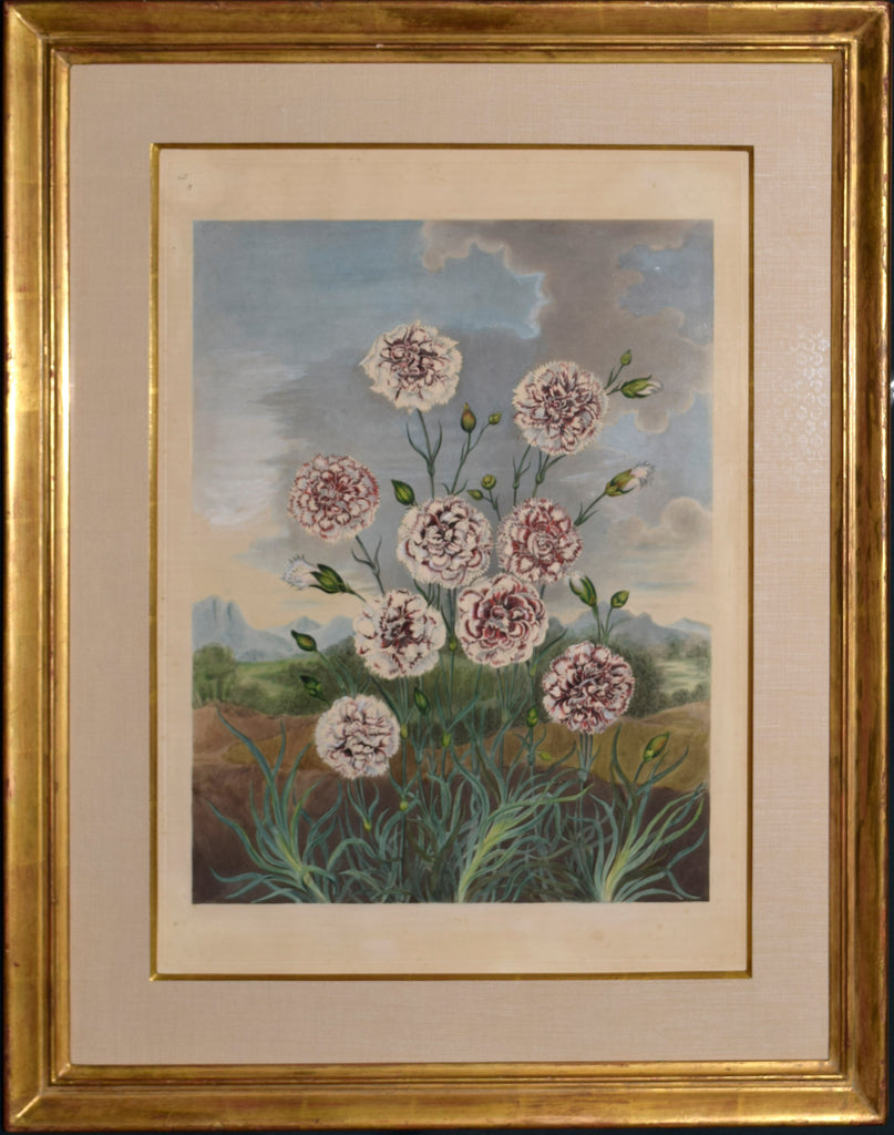 Samuel Curtis (1779-1860) Carnations – Arader Galleries