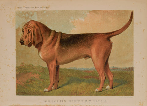 Vero Kemball Shaw, (Author) Bloodhound “Don” the Property of Mrs. Humphries