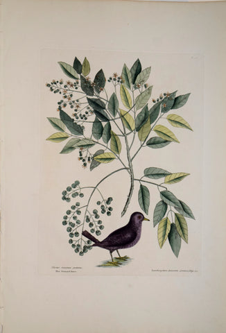 Mark Catesby (1683-1749), T26-The Ground Dove