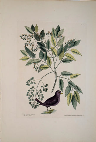 Mark Catesby (1683-1749), T26, The Ground Dove