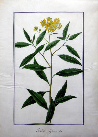 Baldassare Cattrani (Italian, FL. 1776-1810), 19. “Psiadia Glutinosa” (Flat Island Balm)