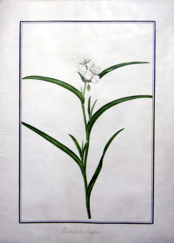 Baldassare Cattrani (Italian, FL. 1776-1810), 24. “Tradescantia Virginia” (Dayflower, Spiderwort)