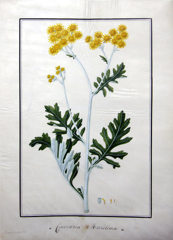 Baldassare Cattrani (Italian, FL. 1776-1810), 49. “Cinezazia Maritima” (Silver Ragwort)