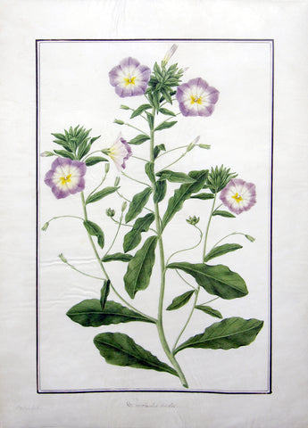 Baldassare Cattrani (Italian, FL. 1776-1810), 4. “Convolutus tricolor” Blue Ensign Dwarf Morning Glory