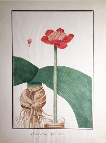 Baldassare Cattrani (Italian, FL. 1776-1810), “Hoemanthus Coccineus”