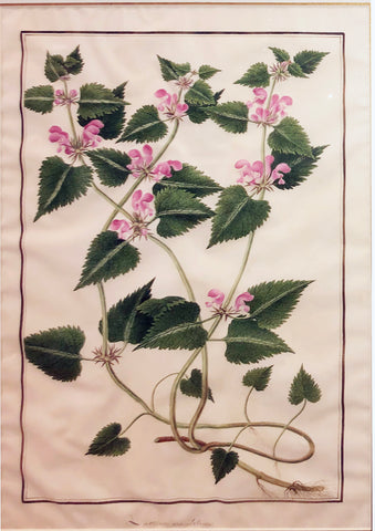 Baldassare Cattrani (Italian, FL. 1776-1810), Lamium Maculatum “Spotted Dead Nettle”