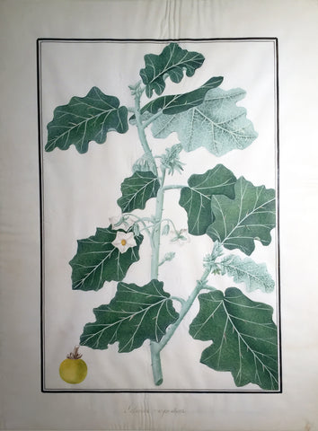 Baldassare Cattrani (Italian, FL. 1776-1810), “Solanium Marginatum” (purple African nightshade or white-margined nightshade)