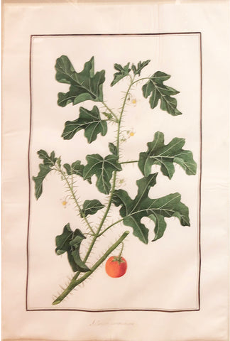 Baldassare Cattrani (Italian, FL. 1776-1810), “Solanum campechiense” (Redberry Nightshade)