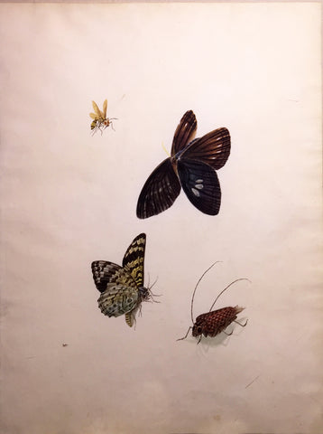 Chinese School (19th century) [Two Butterflies, a Wasp, and a Beetle]