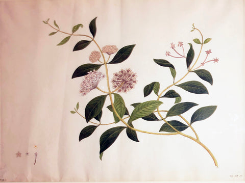 Chinese School (Nineteenth-Century), Multi-blossom Pink Flower