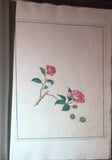 CHINESE SCHOOL (18TH-CENTURY), A Fine Album of Botanical Watercolors 18th-century