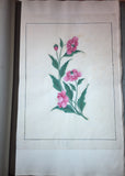 CHINESE SCHOOL (18TH-CENTURY), A Fine Album of Botanical Watercolors 18th-century