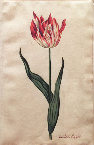 School of Anthony Claesz II (Dutch, 1607-1649), Tulip Study, Brandon birgin