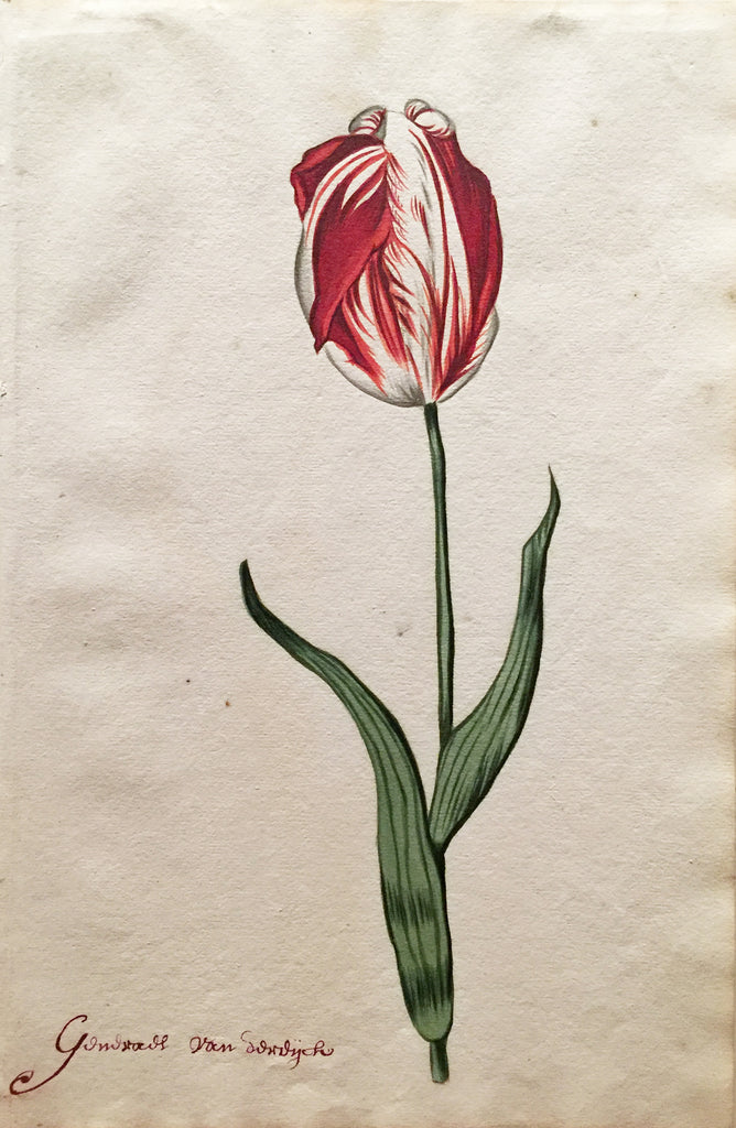 School of Anthony Claesz II (Dutch, 1607-1649), Tulip Study