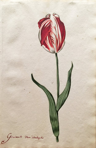 School of Anthony Claesz II (Dutch, 1607-1649), Tulip Study, Gonvads van soudych